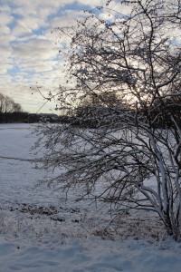 1. vinterdag i Utterslev mose
