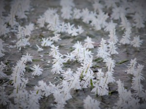 Isblomster 1. vinterdag i Utterslev mose